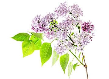 数据挖掘透露《马里奥赛车8：豪华版》新DLC赛道信息